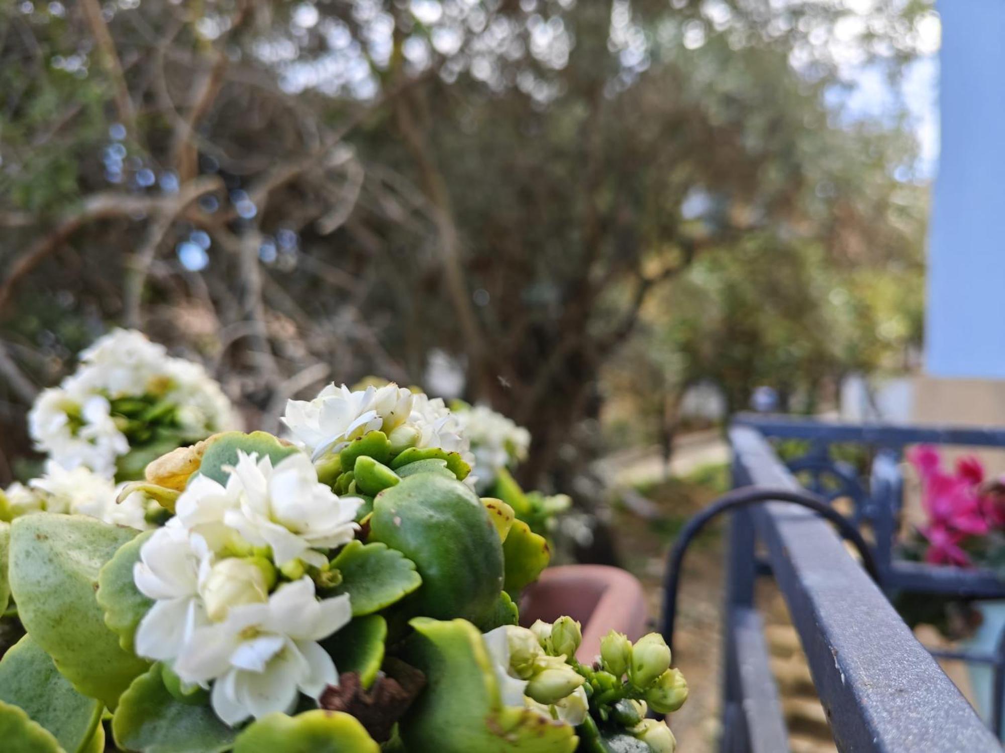 Villa Amoroso - Ospitalita Mediterranea Agrigento Eksteriør bilde