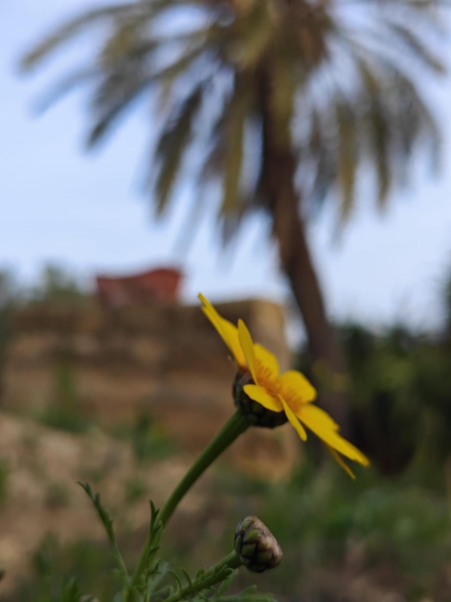 Villa Amoroso - Ospitalita Mediterranea Agrigento Eksteriør bilde