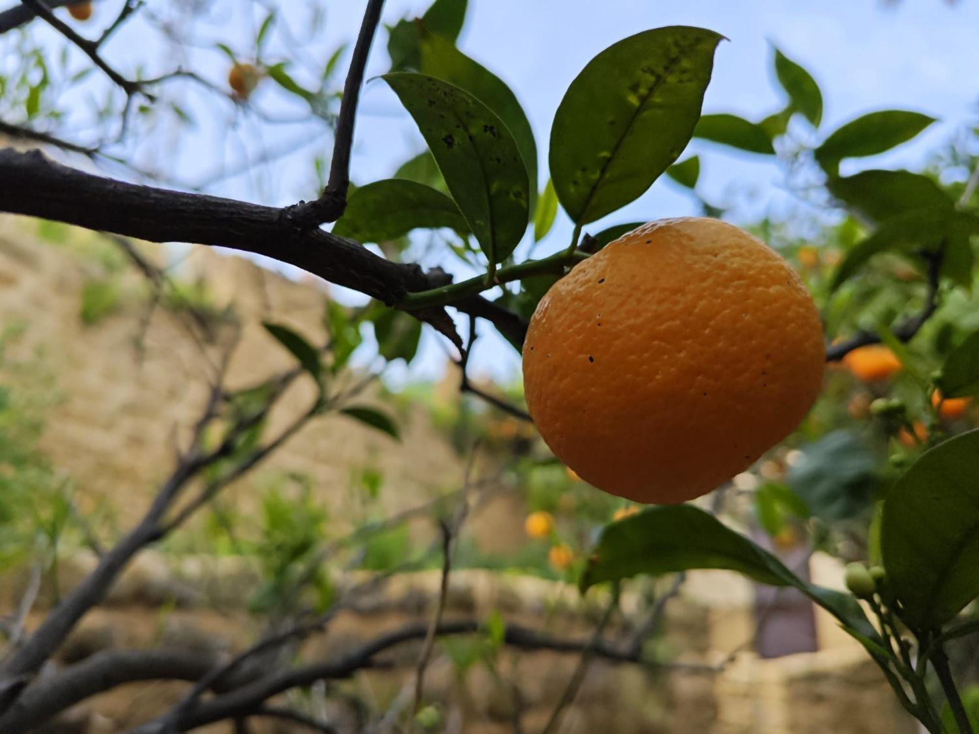 Villa Amoroso - Ospitalita Mediterranea Agrigento Eksteriør bilde