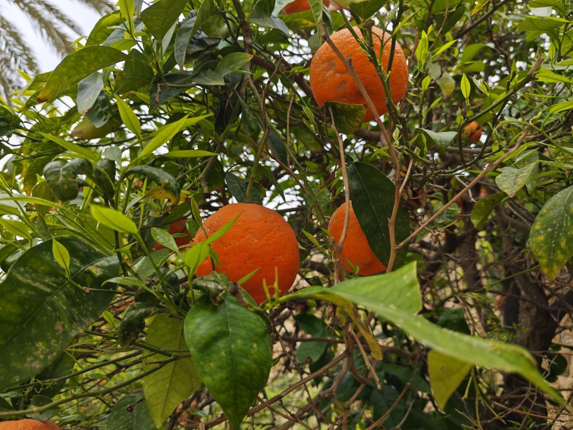 Villa Amoroso - Ospitalita Mediterranea Agrigento Eksteriør bilde